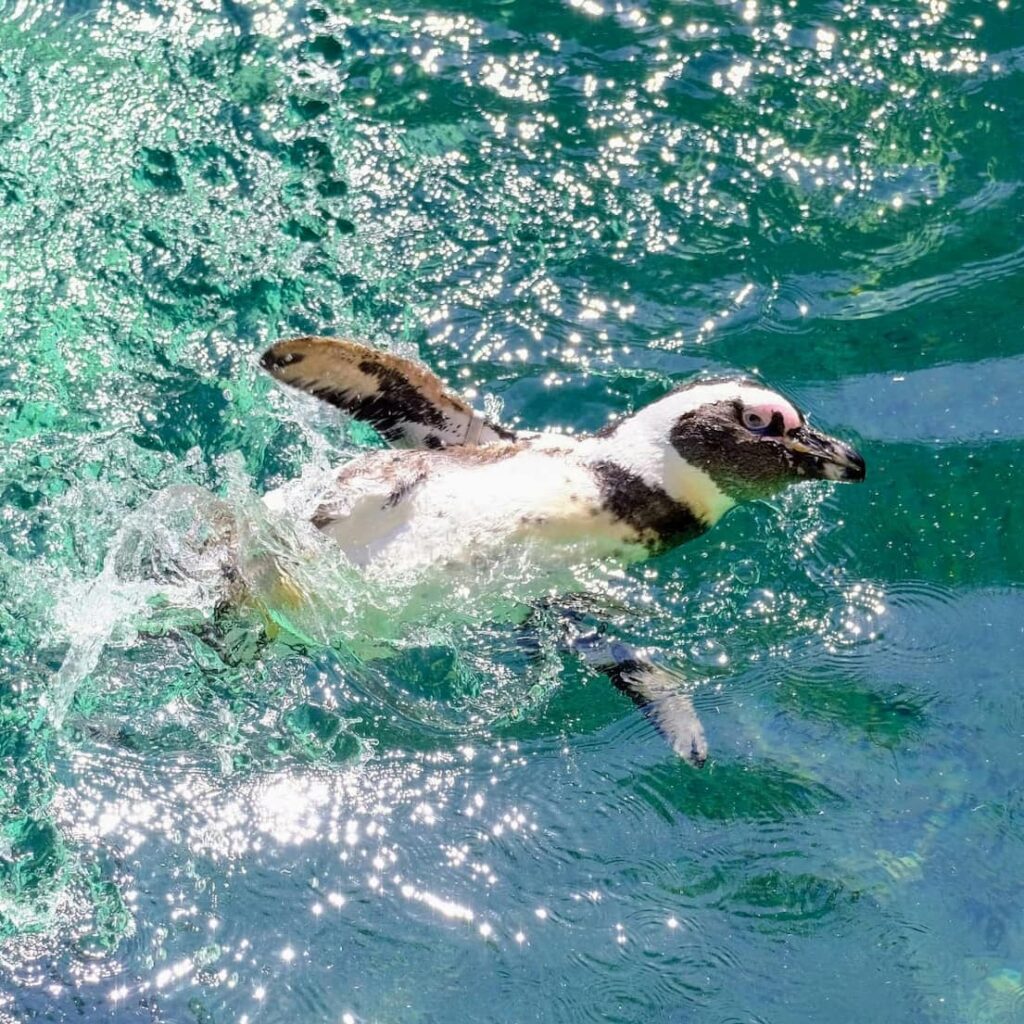 pingouin dans l'eau